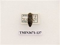 藏品(叩頭蟲(2))的圖片